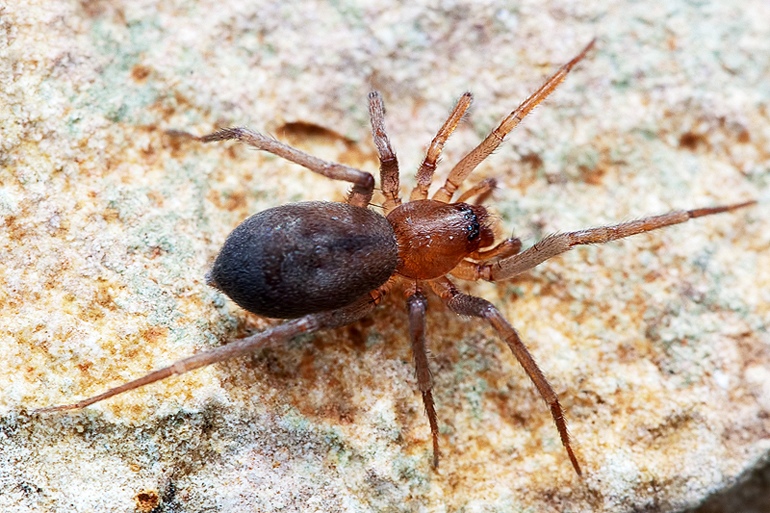 Mesiotelus tenuissimus